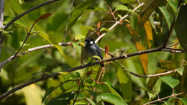 White-eared Conebill - ML633280548