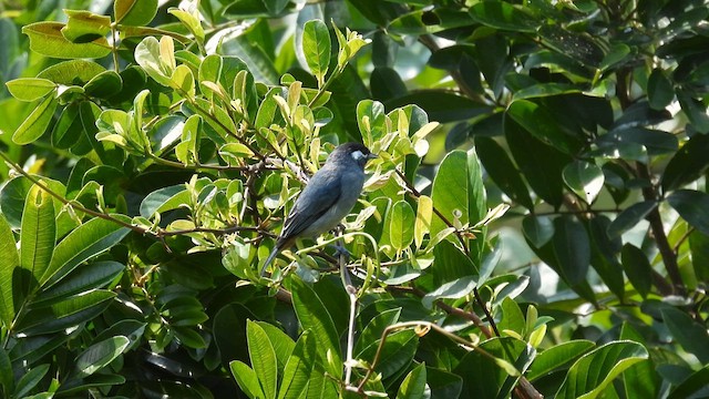 White-eared Conebill - ML633280549