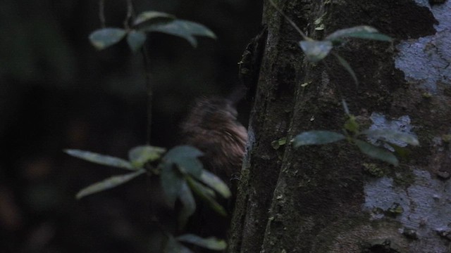Cocoa Woodcreeper - ML633280653