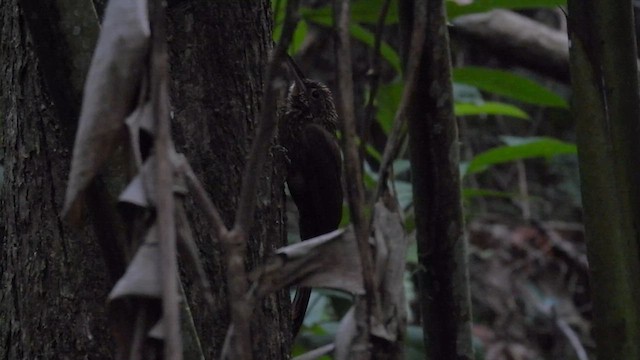 Cocoa Woodcreeper - ML633280661