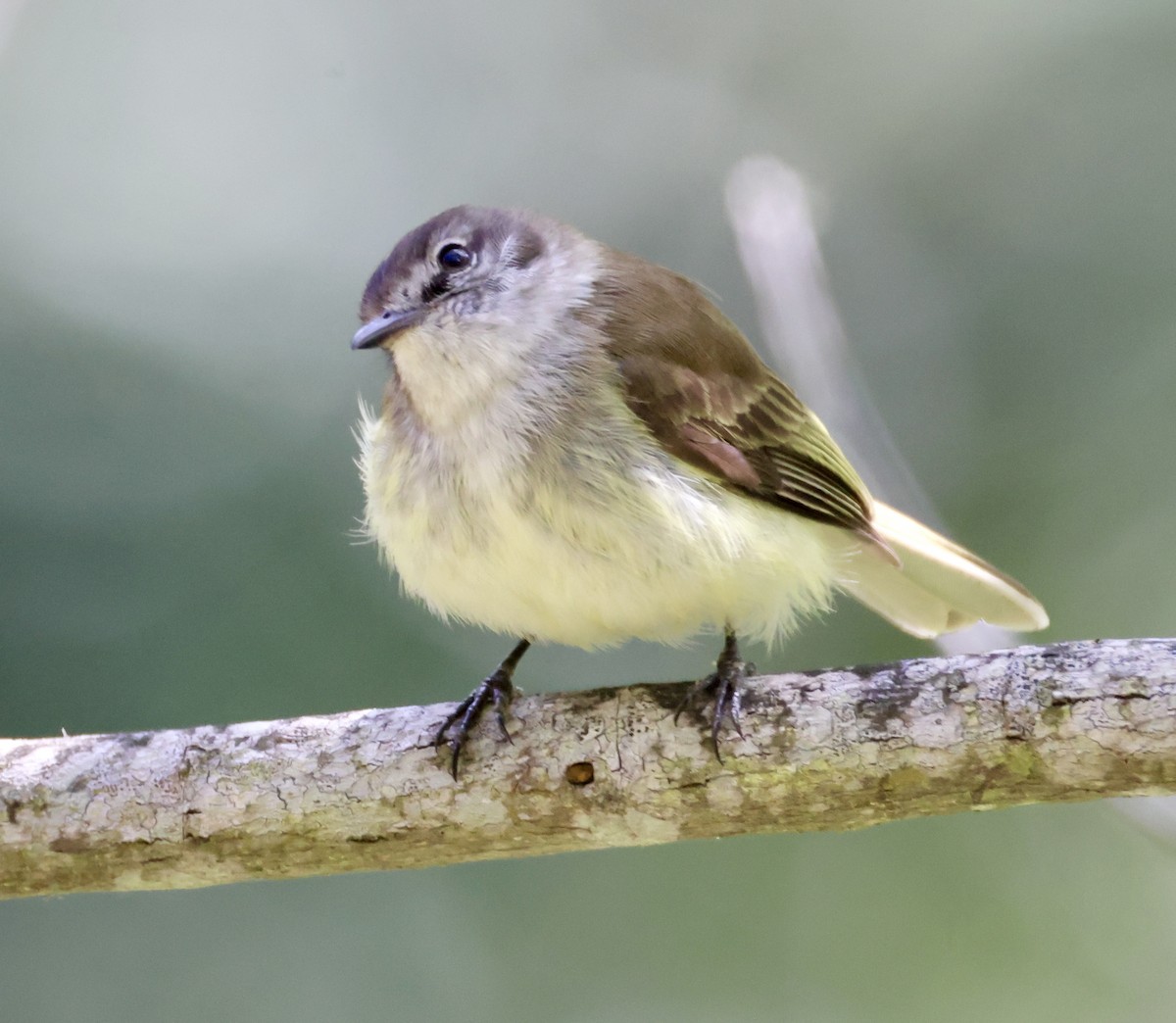 Jamaican Elaenia - ML633280683