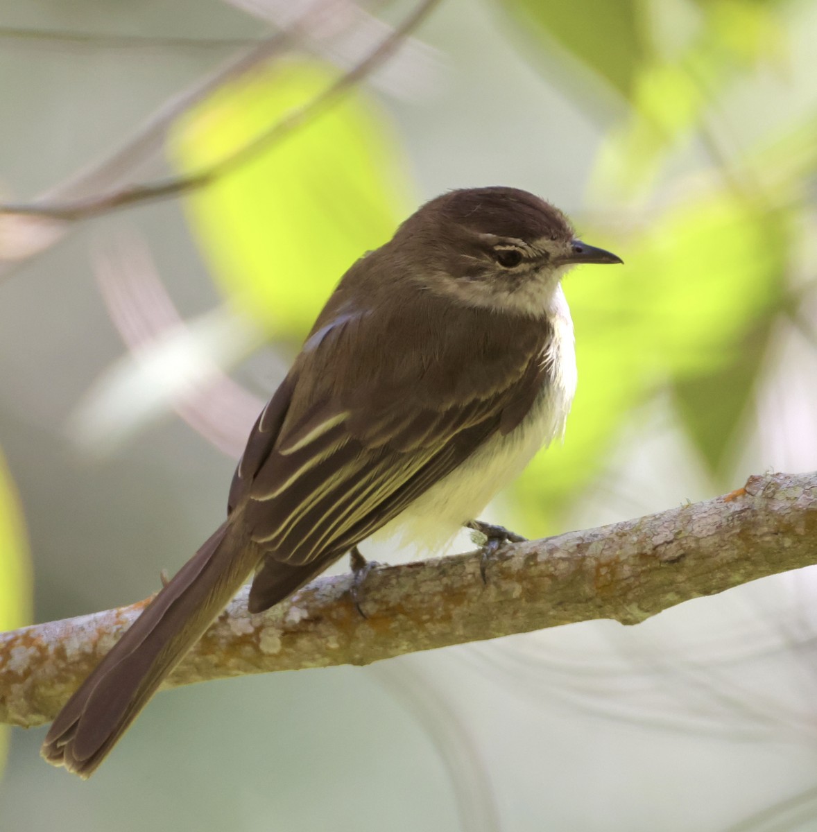 Jamaican Elaenia - ML633280684
