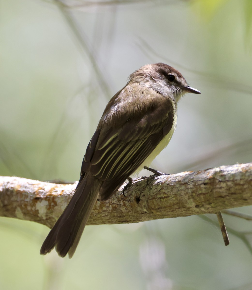 Jamaican Elaenia - ML633280690