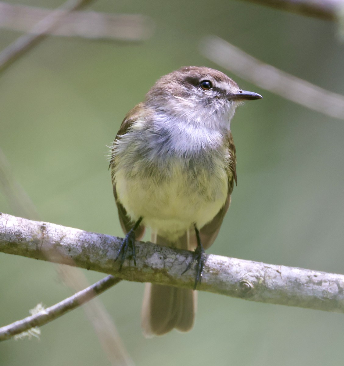 Jamaican Elaenia - ML633280691