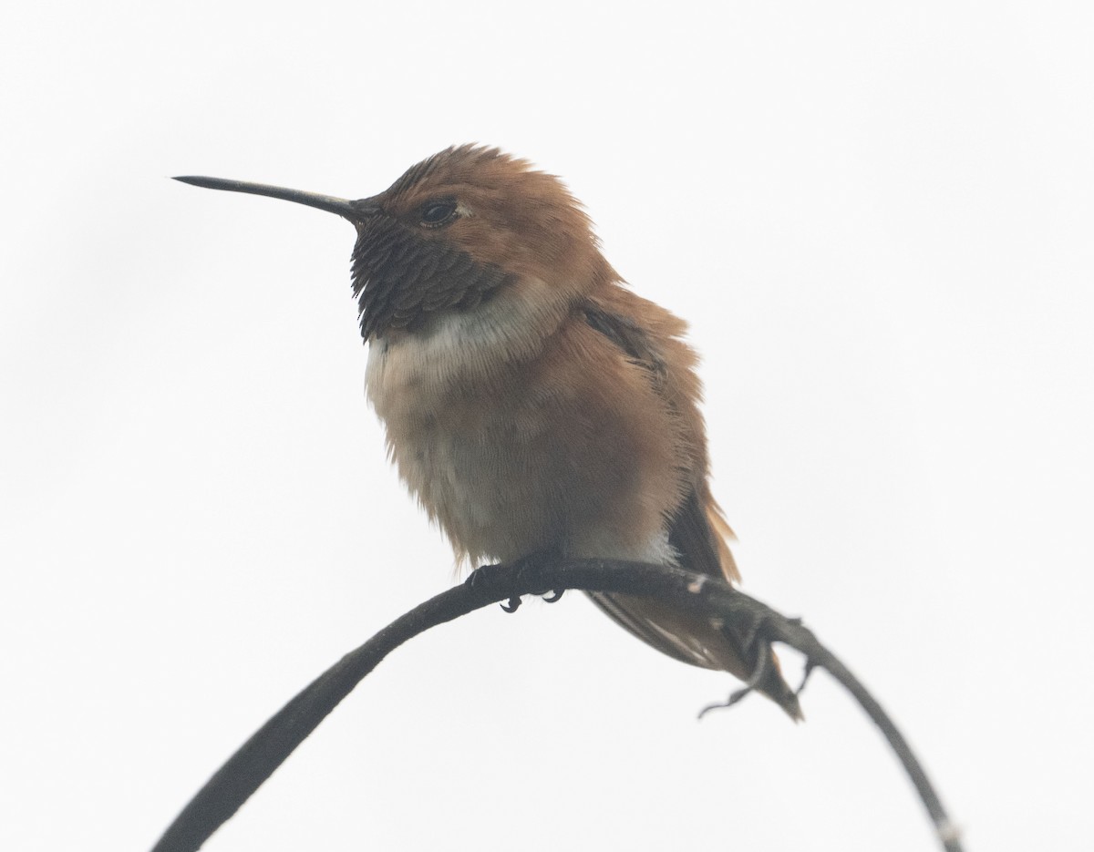Rufous Hummingbird - ML633280723