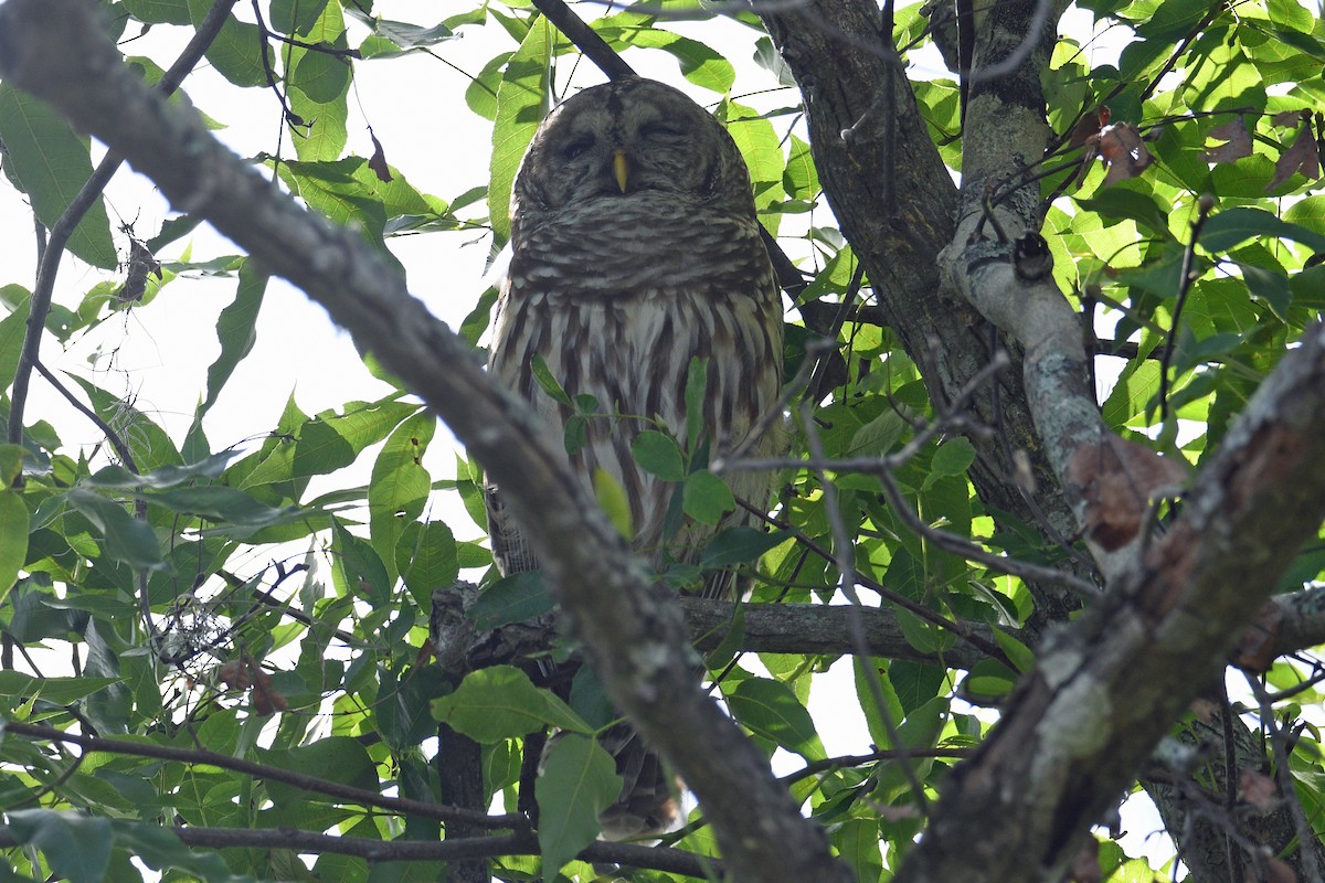 Barred Owl - ML633280754