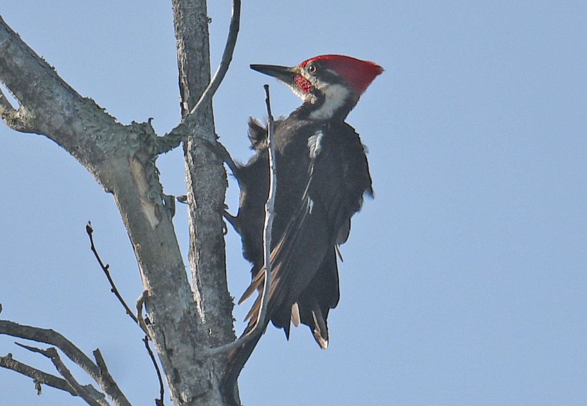Pileated Woodpecker - ML633280778