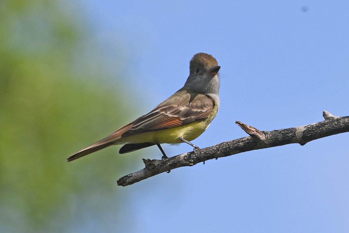 Great Crested Flycatcher - ML633280799