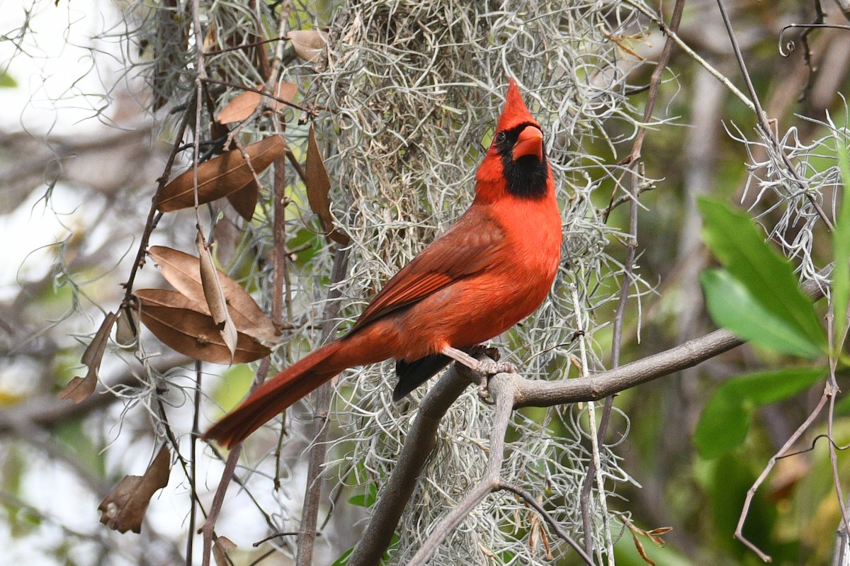 Northern Cardinal - ML633280824