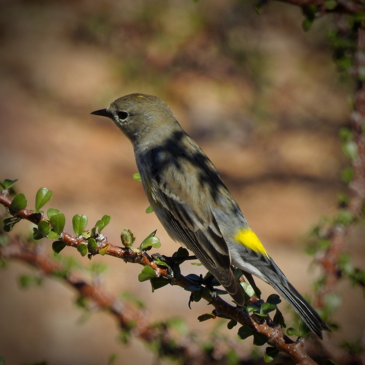 Yellow-rumped Warbler (Audubon's) - ML633280843