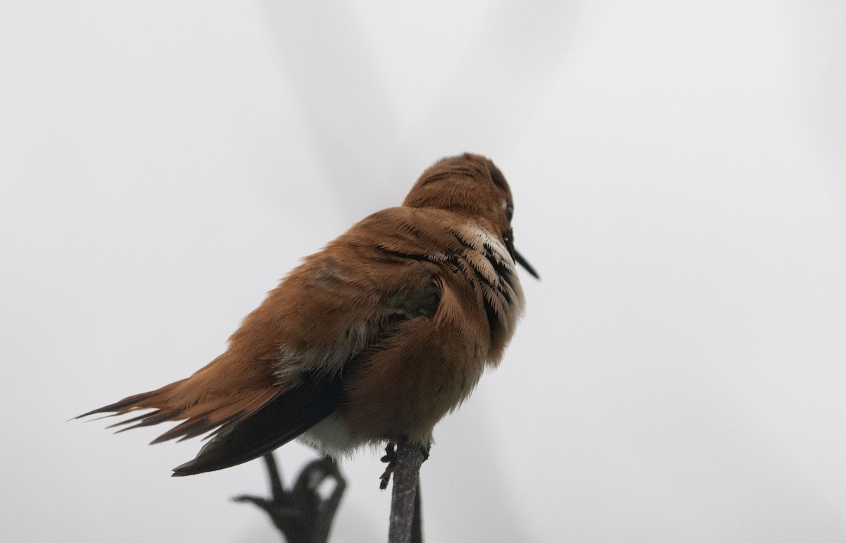 Rufous Hummingbird - ML633280859