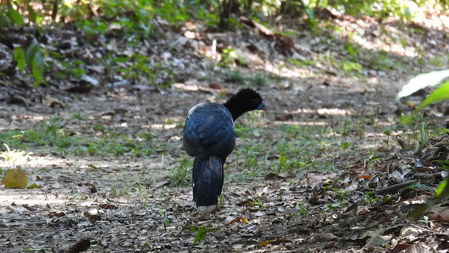 Blue-billed Curassow - ML633280866