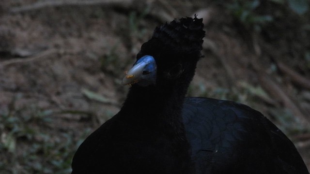 Blue-billed Curassow - ML633280870