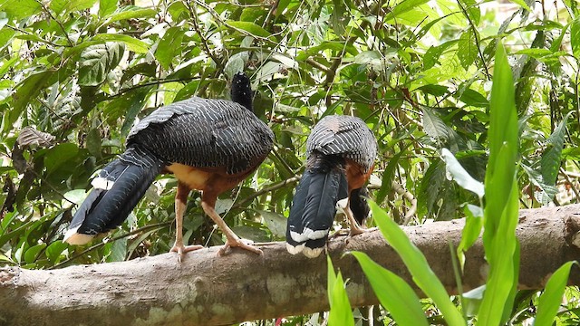 Blue-billed Curassow - ML633280873
