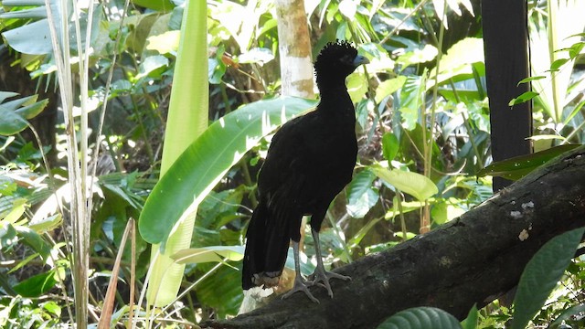 Blue-billed Curassow - ML633280874