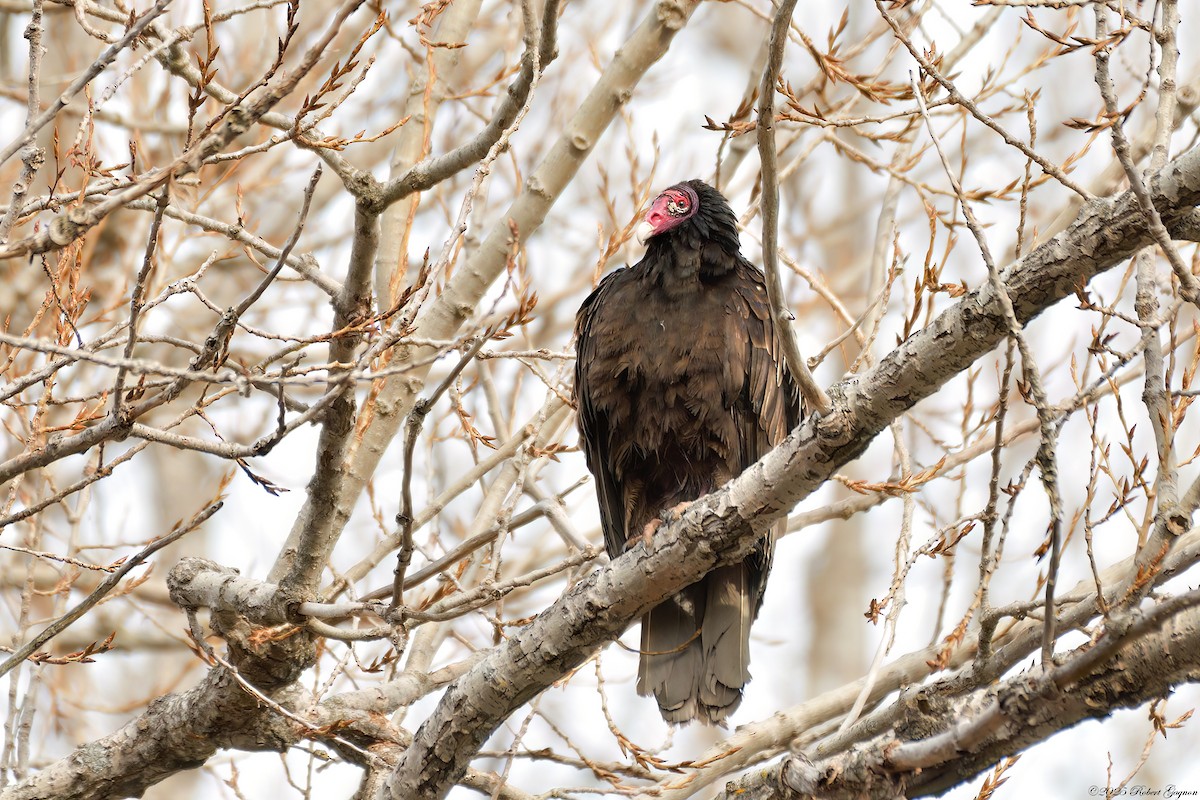 Turkey Vulture - ML633281171