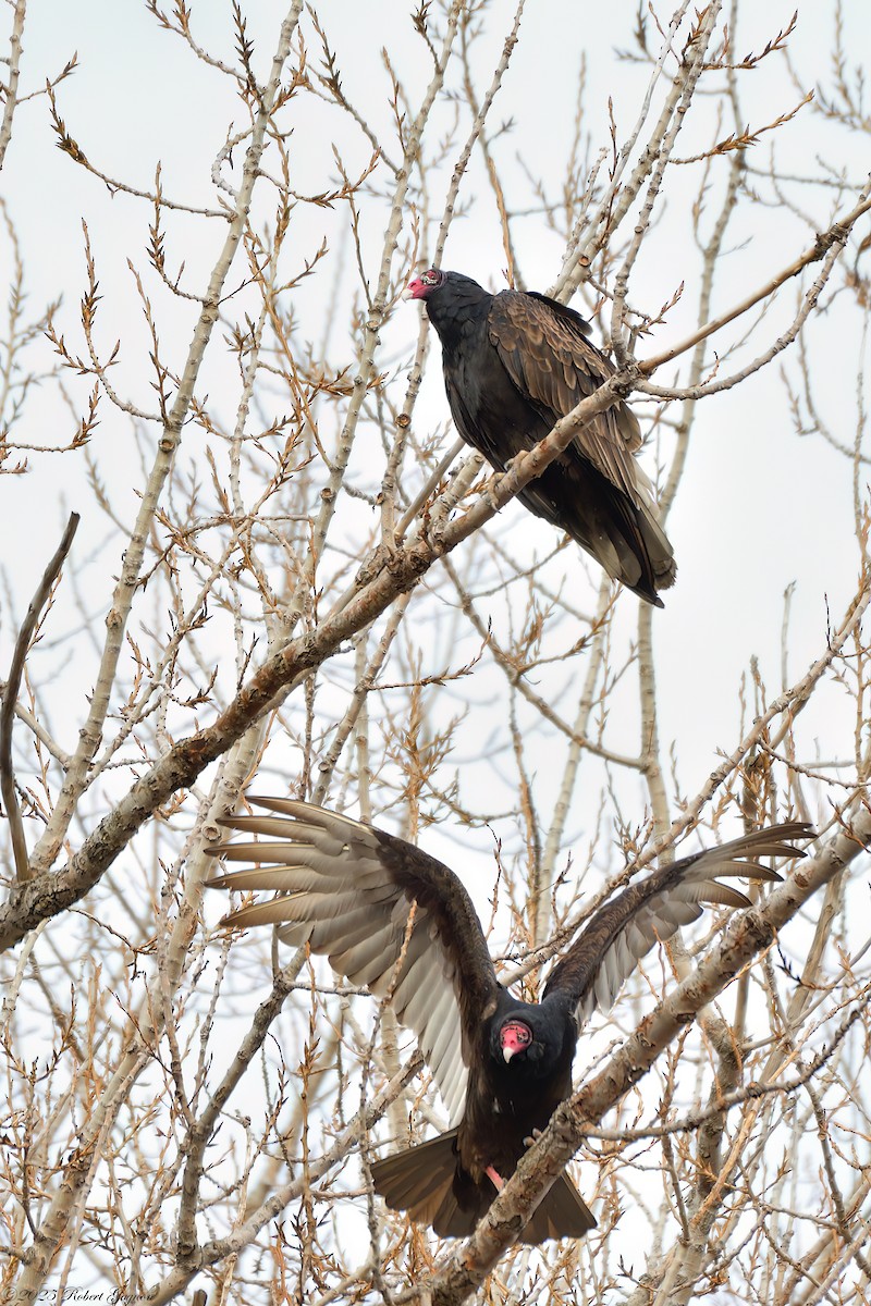 Turkey Vulture - ML633281172