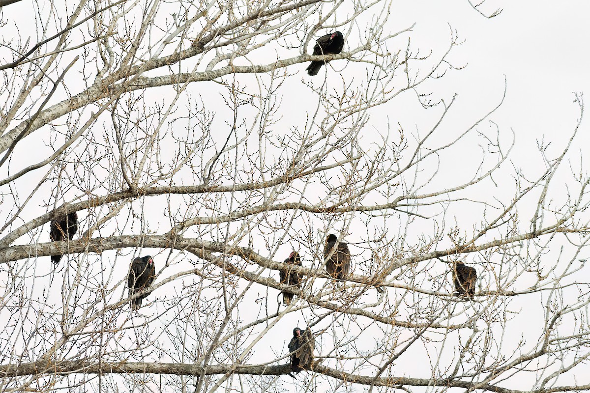 Turkey Vulture - ML633281173