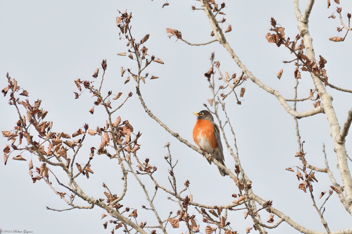American Robin - ML633281201