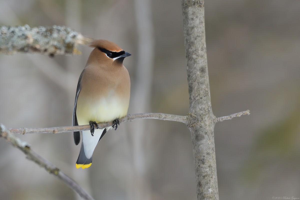 Cedar Waxwing - ML633281251