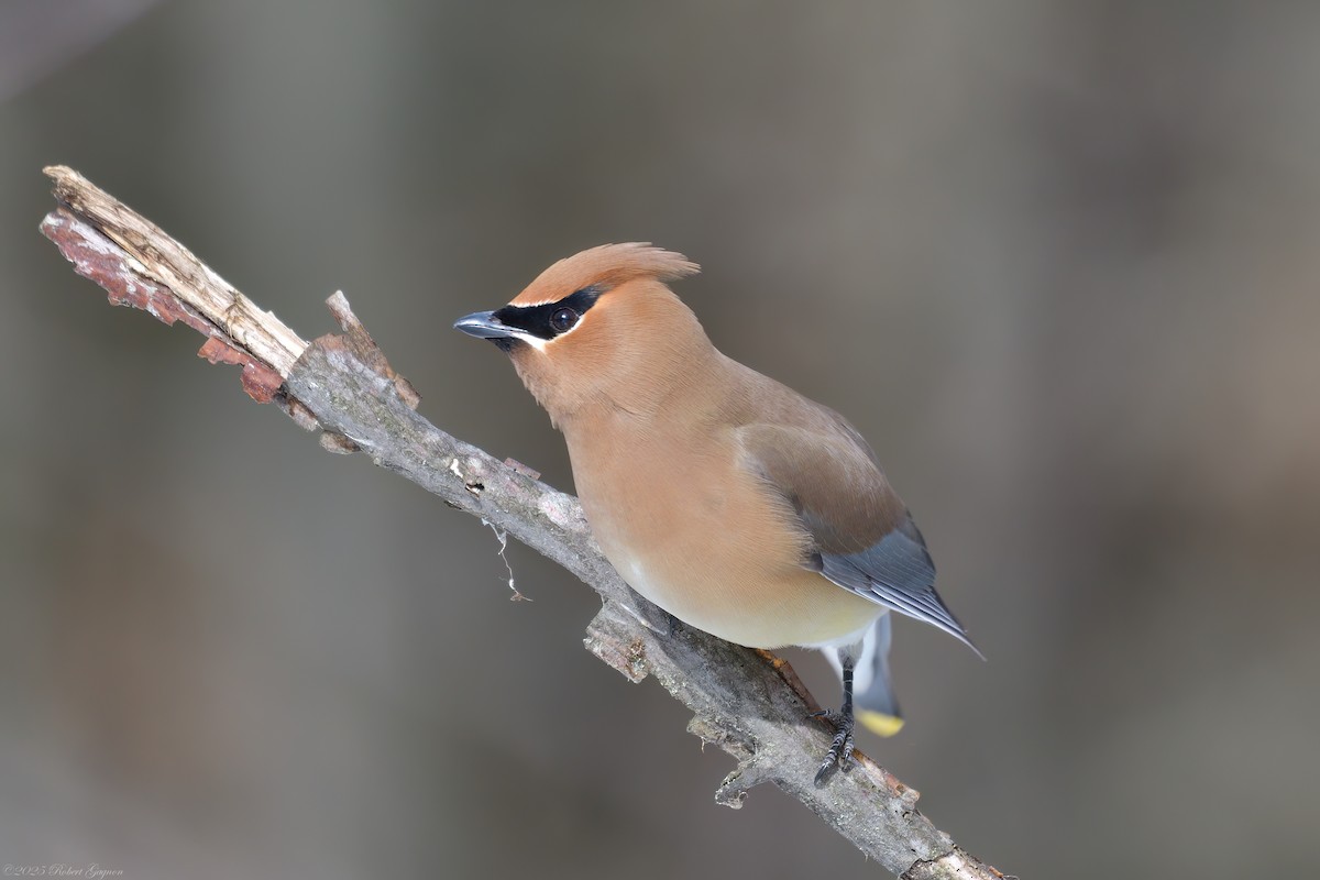 Cedar Waxwing - ML633281253
