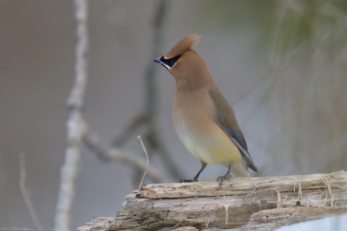 Cedar Waxwing - ML633281254