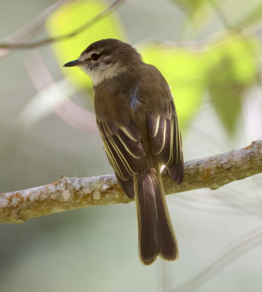 Jamaican Elaenia - ML633281280