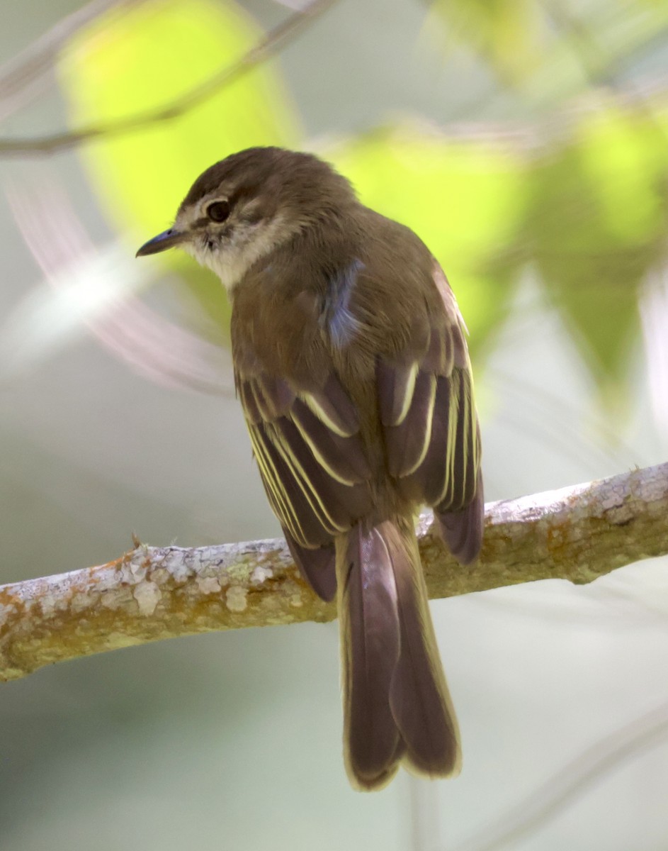 Jamaican Elaenia - ML633281281