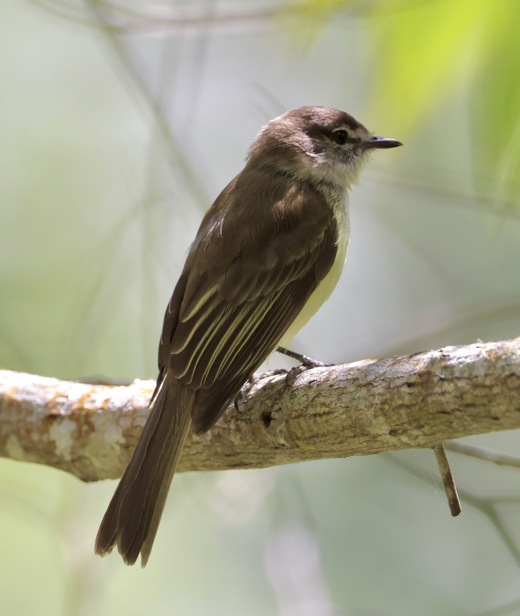 Jamaican Elaenia - ML633281284