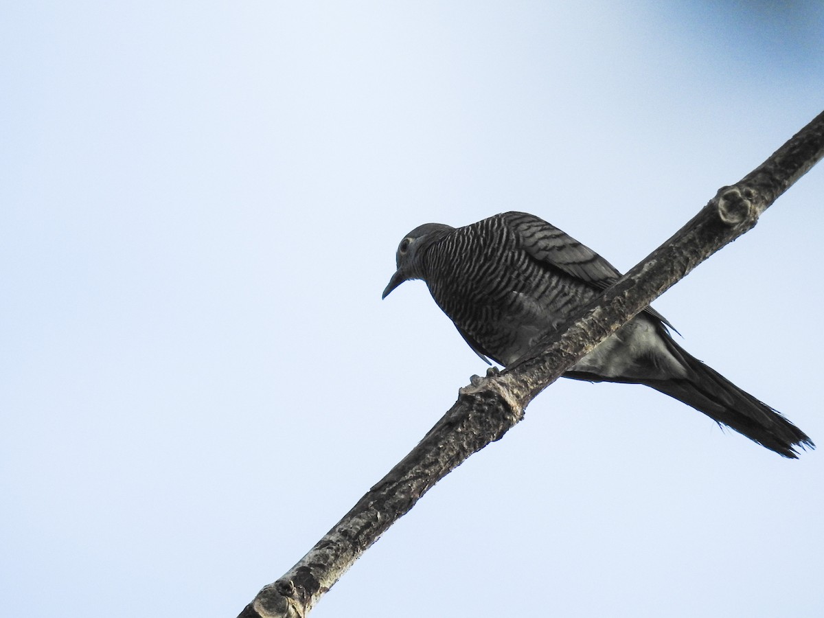 Barred Dove - Pam Rasmussen