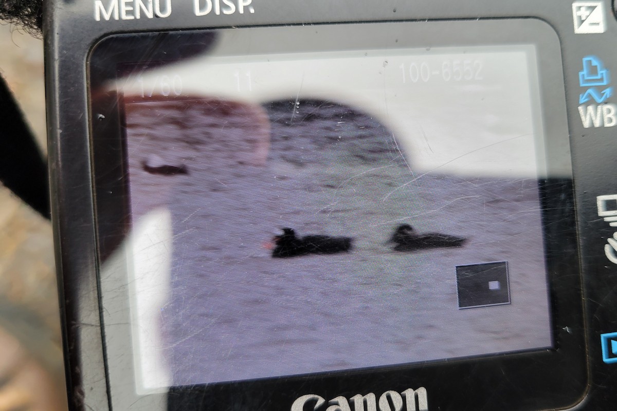 Surf Scoter - ML633281551