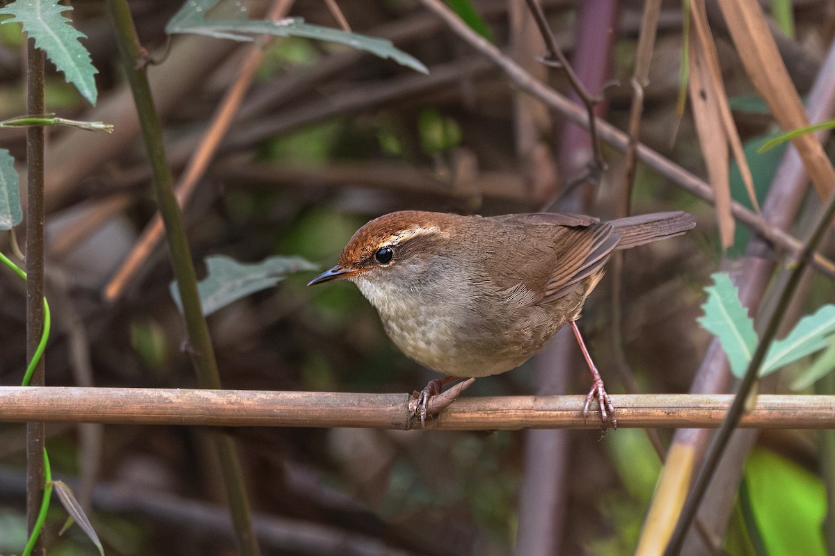 Chestnut-crowned Bush Warbler - ML633281608