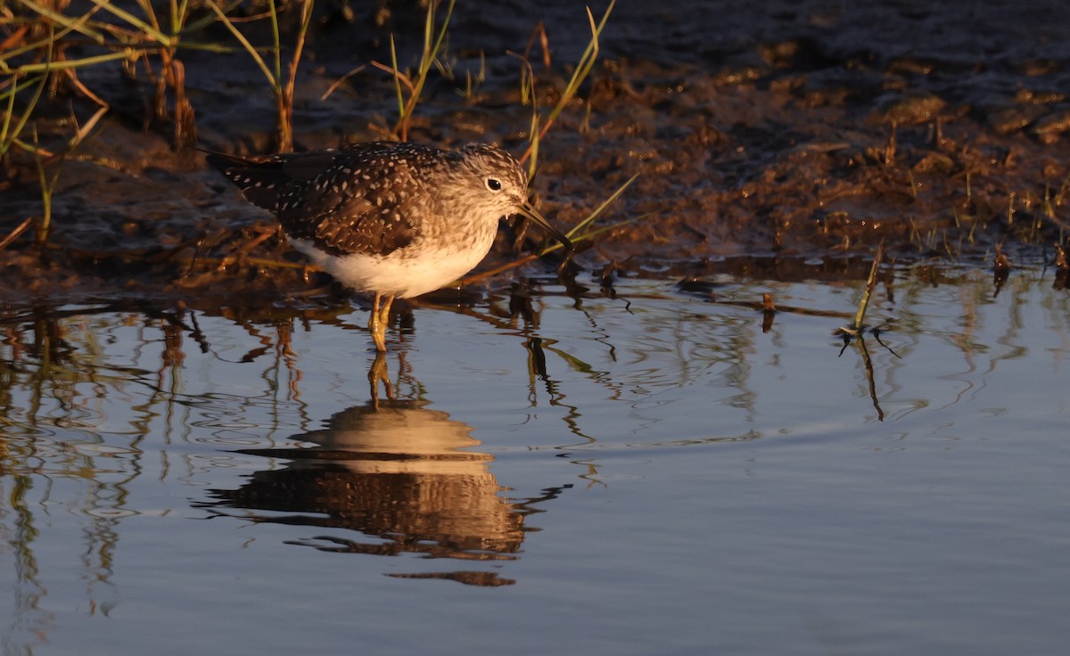 Solitary Sandpiper - ML633281936