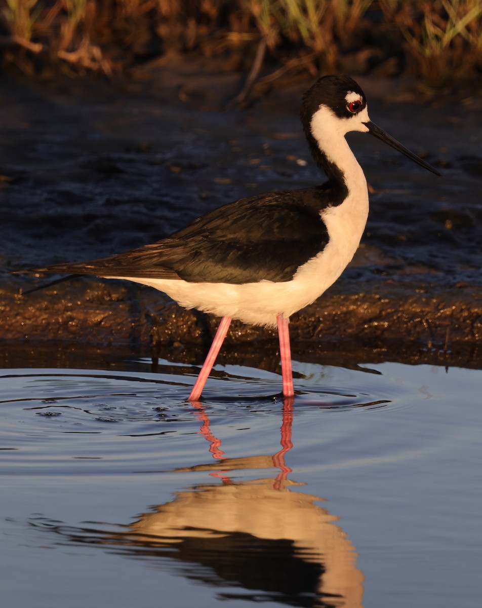 Black-necked Stilt - ML633281986