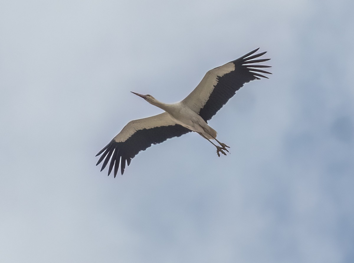 White Stork - ML633282015