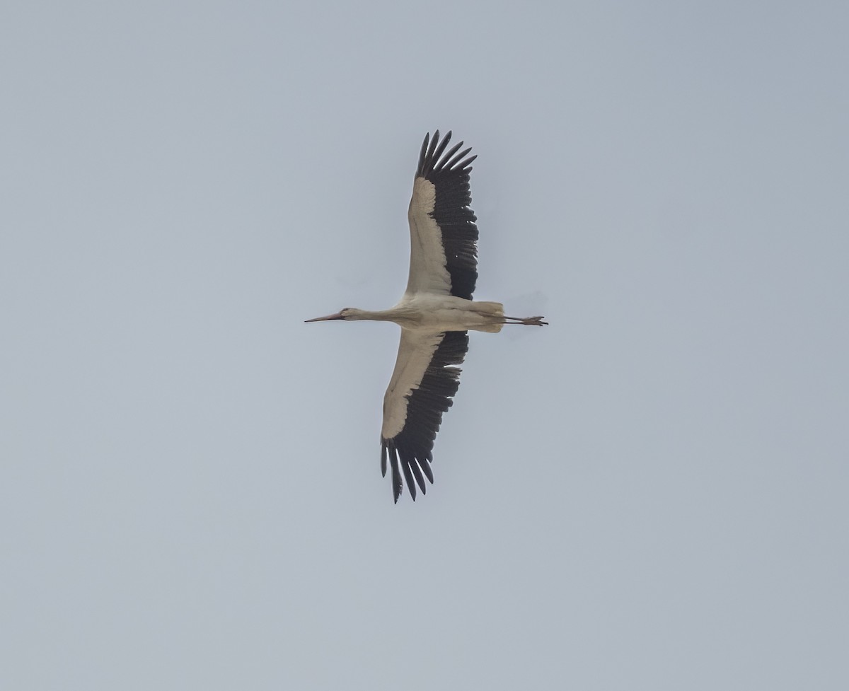 White Stork - ML633282016
