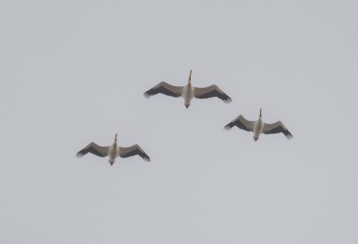 Great White Pelican - ML633282043