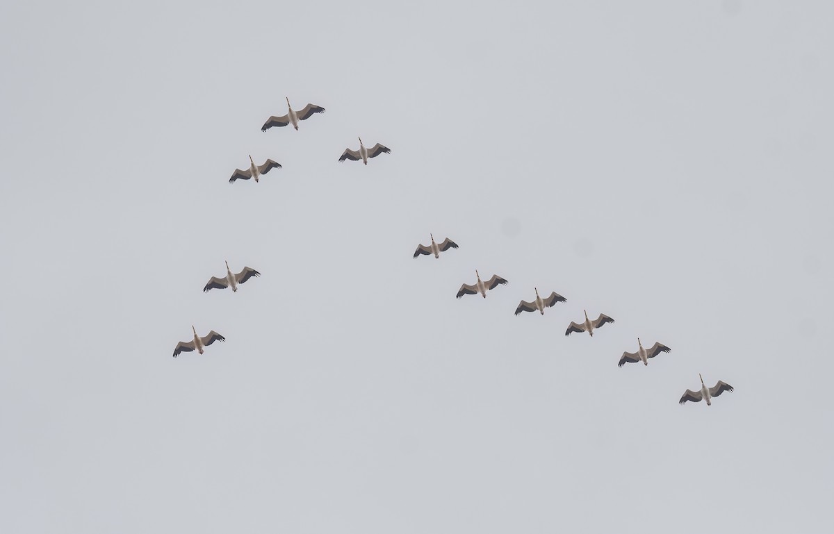 Great White Pelican - ML633282045