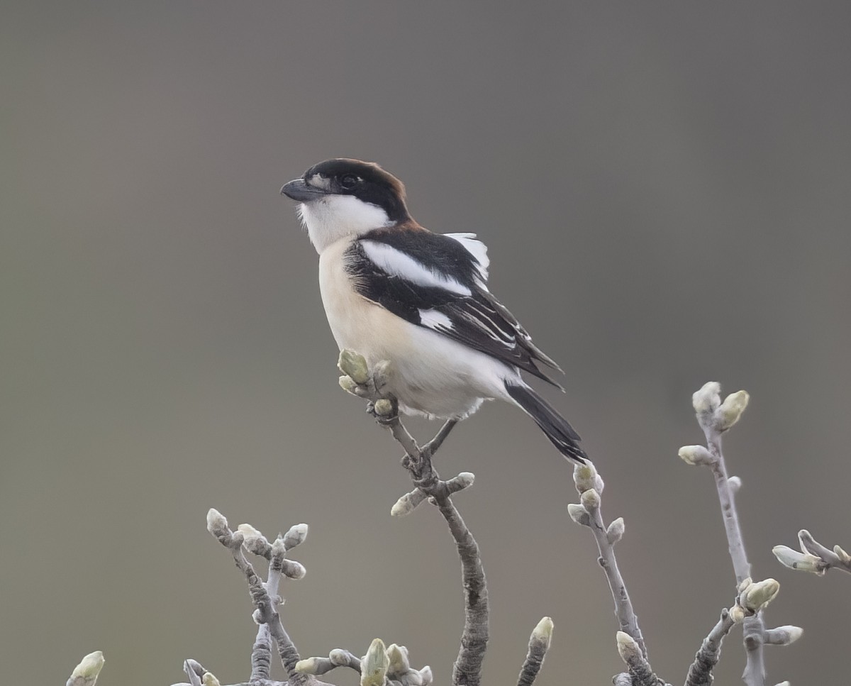 Woodchat Shrike - ML633282072