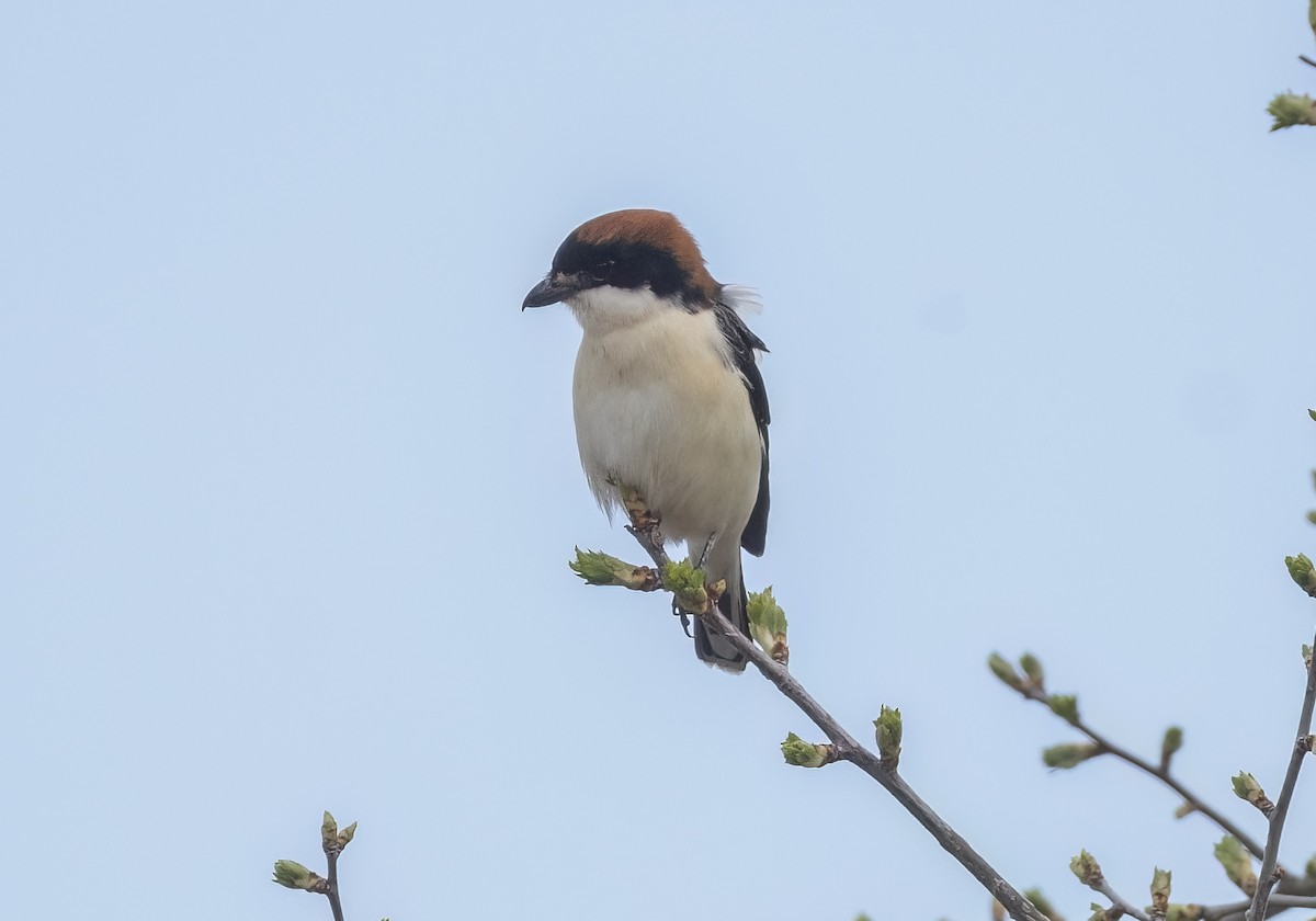 Woodchat Shrike - ML633282073