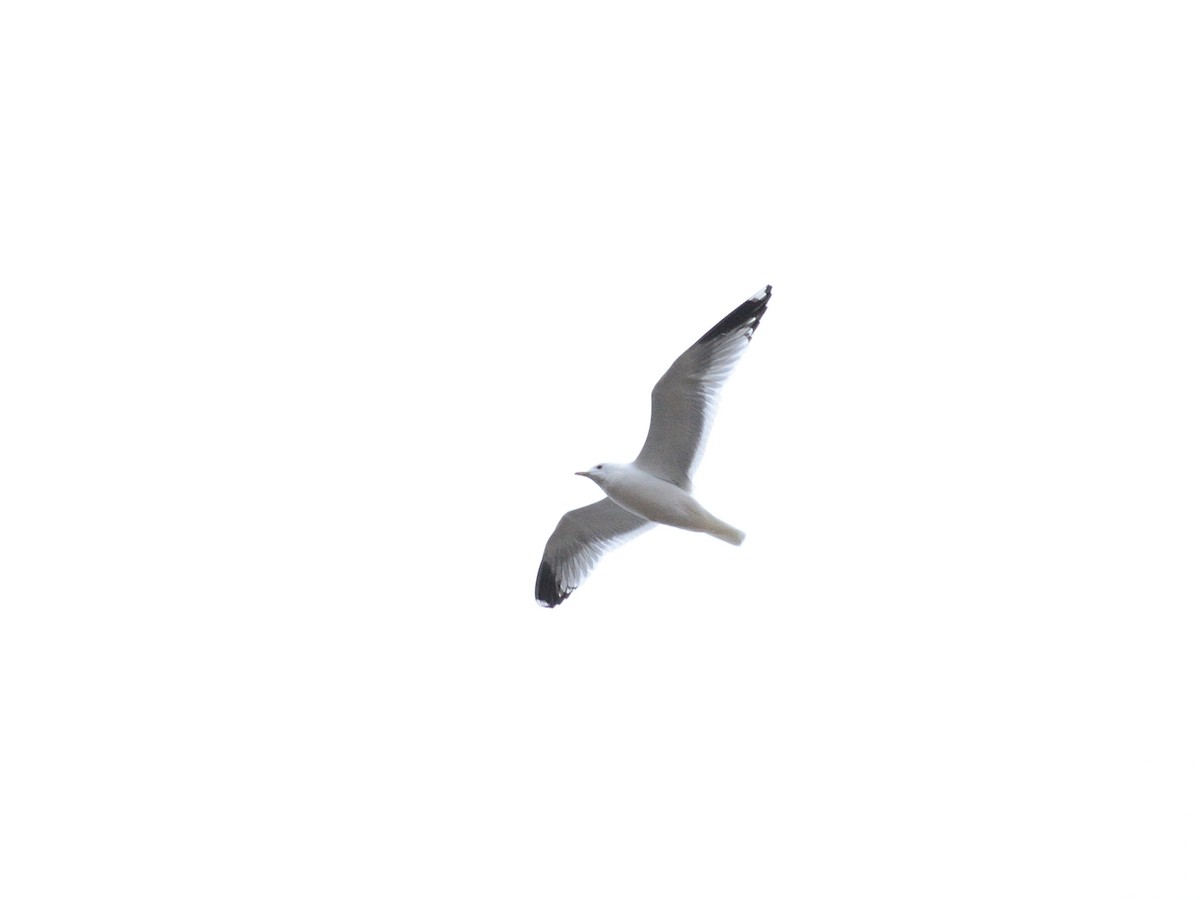 Common Gull (Russian) - ML633282101