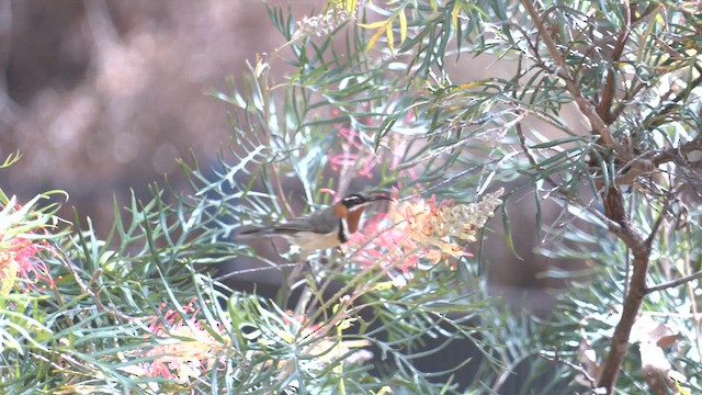 Western Spinebill - ML633282128