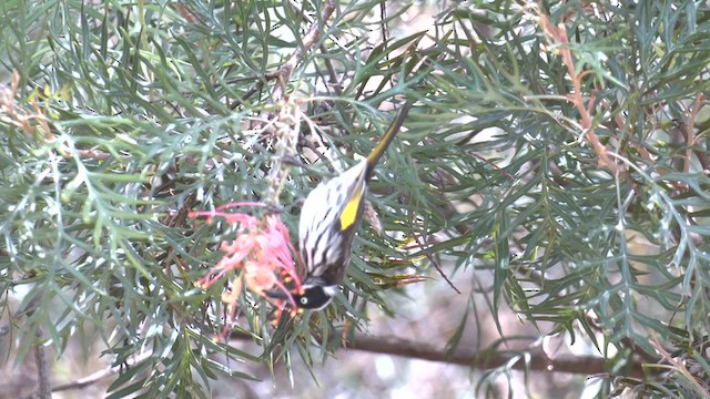 New Holland Honeyeater - ML633282150