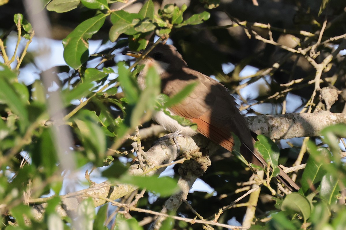Yellow-billed Cuckoo - ML633282188