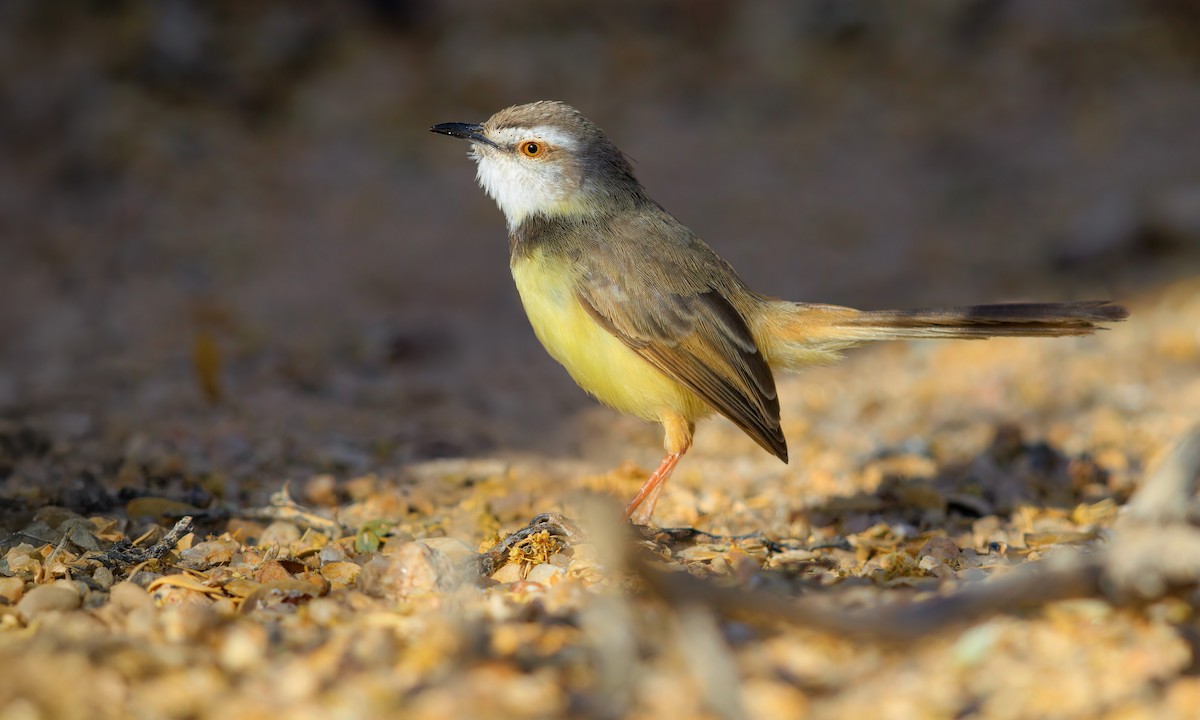 Black-chested Prinia - ML633282199