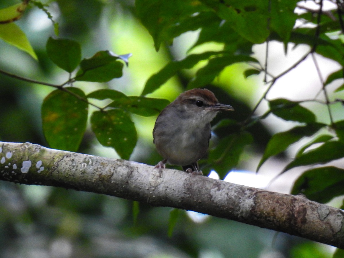 Tanimbar Bush Warbler - ML63328221