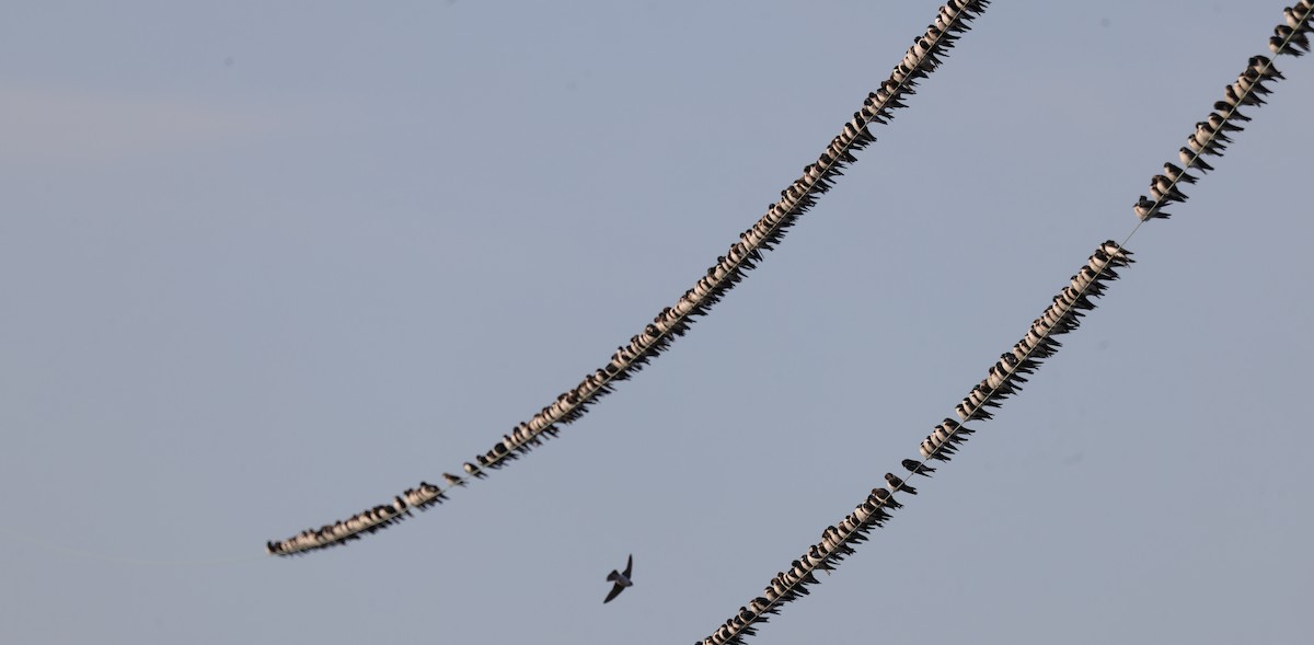 Tree Swallow - ML633282253