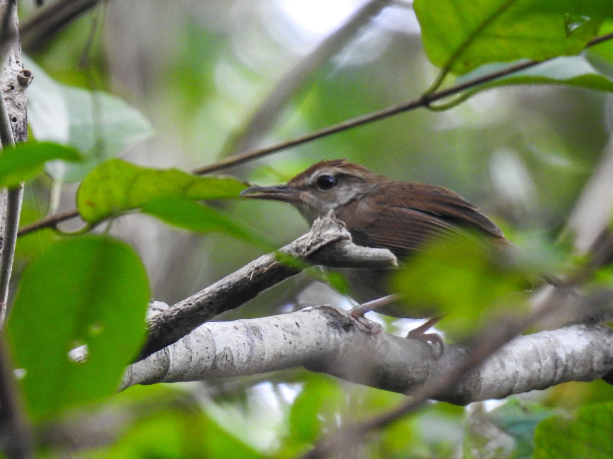 Tanimbar Bush Warbler - ML63328231