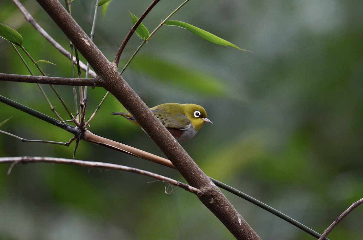Chestnut-flanked White-eye - ML633282421