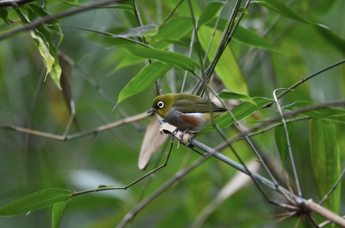 Chestnut-flanked White-eye - ML633282422